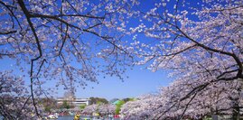 Групповой тур в Японию «Цветение Сакуры в Японии» с 18.03 по 27.03 2024