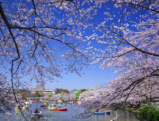 Групповой тур в Японию «Цветение Сакуры в Японии» с 18.03 по 27.03 2024