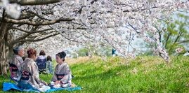 «Ранняя Сакура 2026» из Владивостока. Март 2026